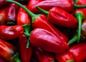 Red Chili Pepper spicy vegetable photo