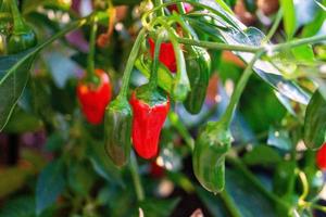 Red Chili Pepper spicy vegetable photo