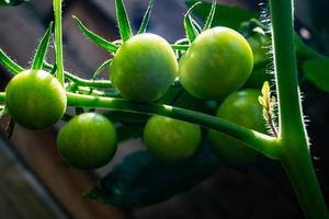 red round Tomatoes Solanum Lycopersicum photo