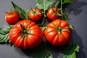 red round Tomatoes Solanum Lycopersicum for a soup