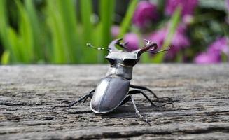 Male stag beetle with long and sharp jaws in wild forest sitting photo