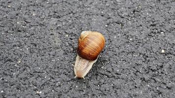 Big garden snail in shell crawling on wet road hurry home photo