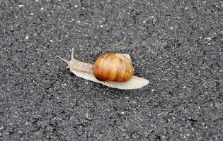 Big garden snail in shell crawling on wet road hurry home photo