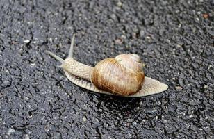 Big garden snail in shell crawling on wet road hurry home photo