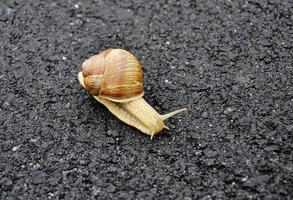 Big garden snail in shell crawling on wet road hurry home photo