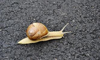 Caracol de jardín grande con concha arrastrándose por la carretera mojada date prisa en casa foto