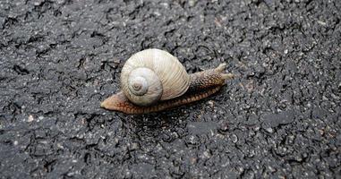 Caracol de jardín grande con concha arrastrándose por la carretera mojada date prisa en casa foto