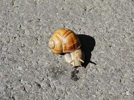 Caracol de jardín grande con concha arrastrándose por la carretera mojada date prisa en casa foto