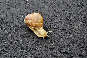 Big garden snail in shell crawling on wet road hurry home photo