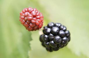 whole ripe berry black, red blackberry in nature closeup photo