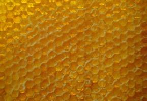 Drop of bee honey drip from hexagonal honeycombs photo