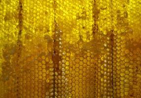 Drop of bee honey drip from hexagonal honeycombs photo