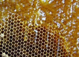 gota de miel de abeja goteo de panales hexagonales