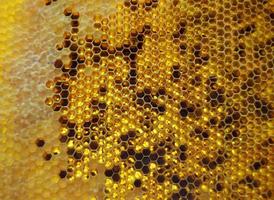 Drop of bee honey drip from hexagonal honeycombs photo