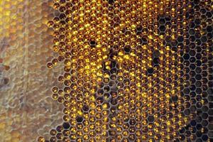 Drop of bee honey drip from hexagonal honeycombs photo