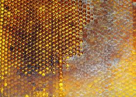 Drop of bee honey drip from hexagonal honeycombs photo