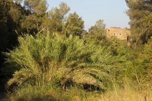 Mediterranean vegetation in the mountains of Collcerola, Barcelona, photo
