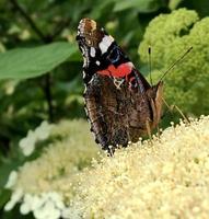 Big black butterfly Monarch walks on plant with flowers photo