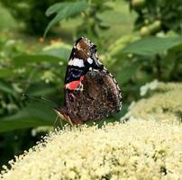 Big black butterfly Monarch walks on plant with flowers photo