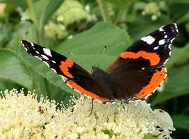 Gran mariposa monarca negra camina sobre una planta con flores. foto