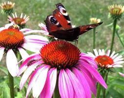 Big black butterfly Monarch walks on plant with flowers photo