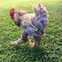 Bird rooster looking for food in green grass photo