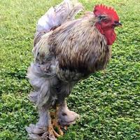 Bird rooster looking for food in green grass photo