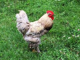 Gallo pájaro en busca de comida en la hierba verde foto