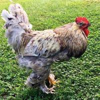 Bird rooster looking for food in green grass photo