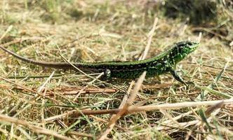 beautiful green scales to body lizard sitting in dry grass photo