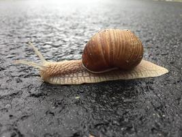 Small garden snail in shell crawling on wet road, slug hurry home photo