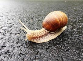 Small garden snail in shell crawling on wet road, slug hurry home photo