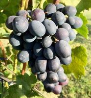Colgar hermosos racimos de uvas al aire libre en zonas rurales