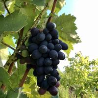 Colgar hermosos racimos de uvas al aire libre en zonas rurales