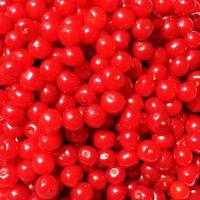 Cereza de baya roja dulce que crece en árboles con hojas verdes foto