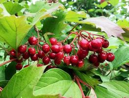 Viburnum de frutos rojos dulces que crecen en Bush con hojas verdes foto