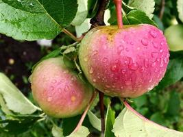 Manzana de fruta dulce que crece en árboles con hojas verdes foto