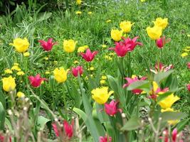 Blooming red flower tulip with green leaves, living nature photo