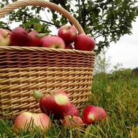 Sweet fruit apple growing on tree with leaves green photo