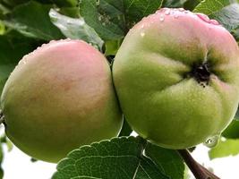 Manzana de fruta dulce que crece en árboles con hojas verdes