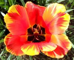 Blooming red flower tulip with green leaves, living nature photo