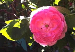 la foto colorida muestra una flor en flor rosa