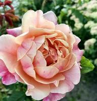 Blooming flower rose with green leaves photo