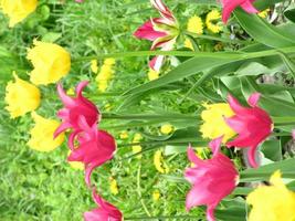 tulipán flor roja floreciente con hojas verdes, naturaleza viva foto