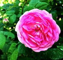 la foto colorida muestra una flor en flor rosa