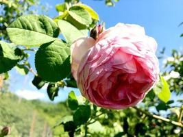 la foto colorida muestra una flor en flor rosa