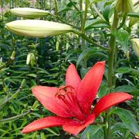 Blooming flower lily with green leaves, living natural nature photo