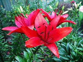 Blooming flower lily with green leaves, living natural nature photo