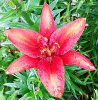 Blooming flower lily with green leaves, living natural nature