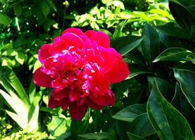 The colorful photo shows blooming flower peony